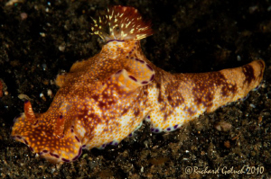Kangaroo Nudibranch by Richard Goluch 